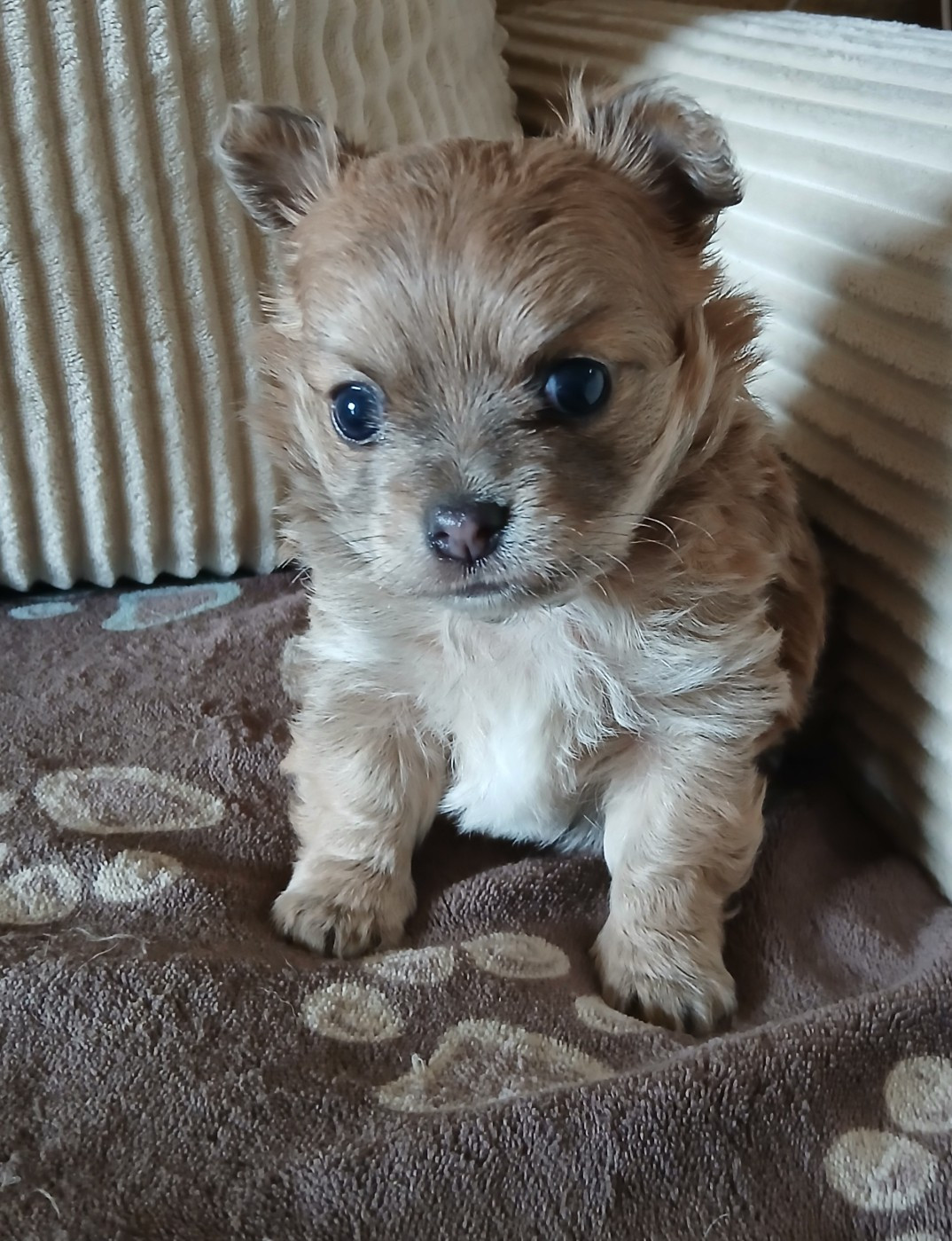 Des Trésors Du Vallon - Chiots disponibles - Chihuahua