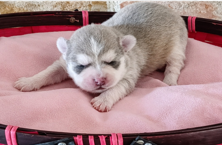 Des Trésors Du Vallon - Chiots disponibles - Chihuahua