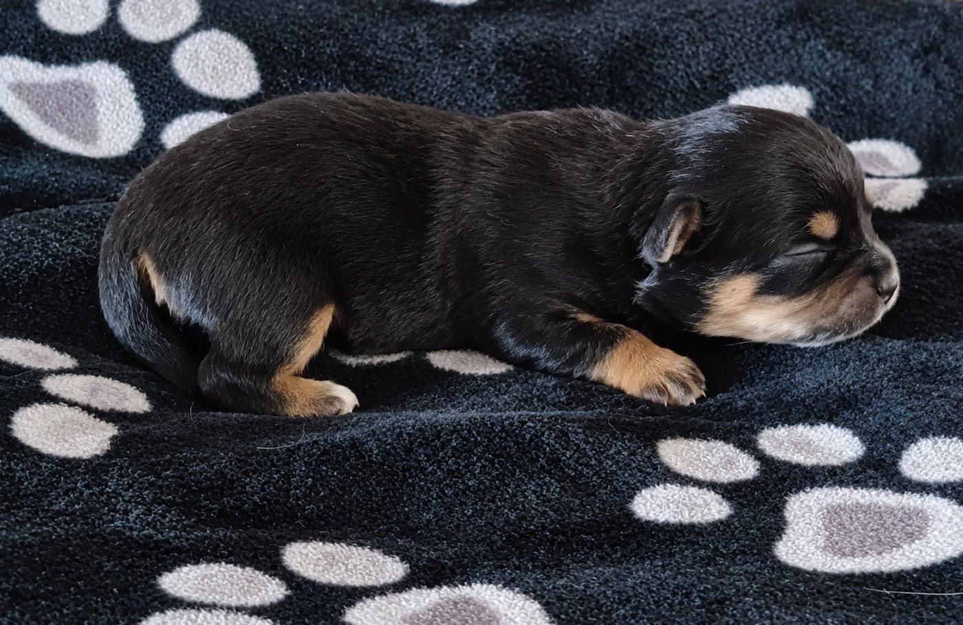 Des Trésors Du Vallon - Chiots disponibles - Chihuahua