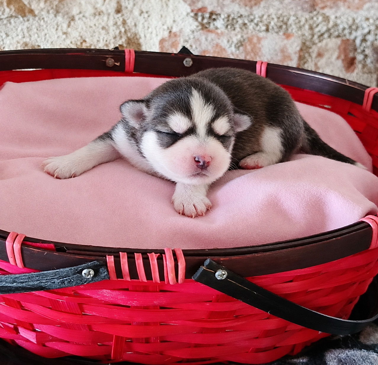 Des Trésors Du Vallon - Chiots disponibles - Chihuahua