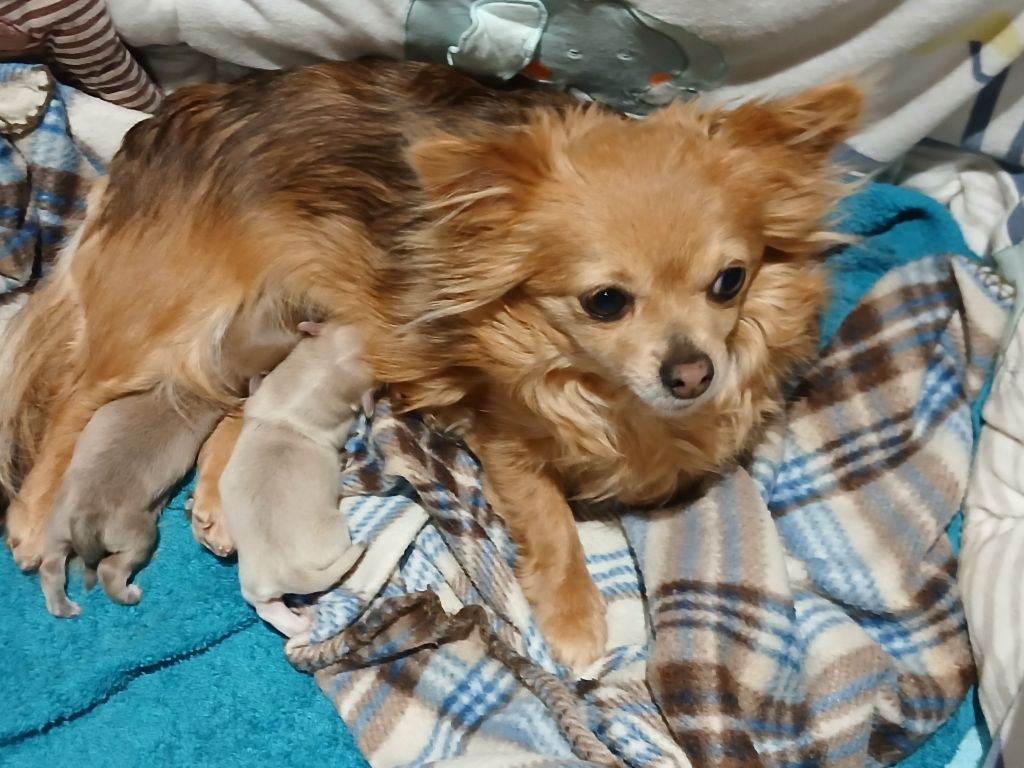 Chiot Chihuahua Des Trésors Du Vallon