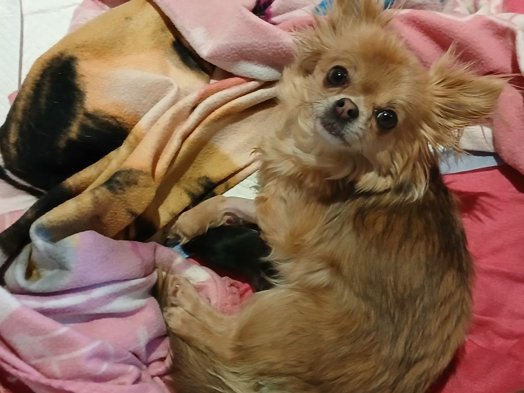 Chiot Chihuahua Des Trésors Du Vallon