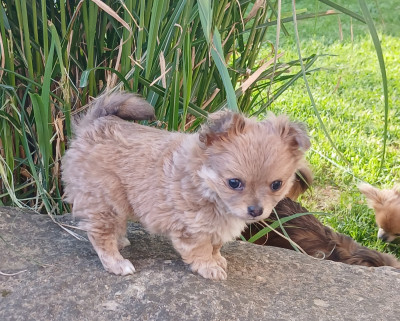 BILLY