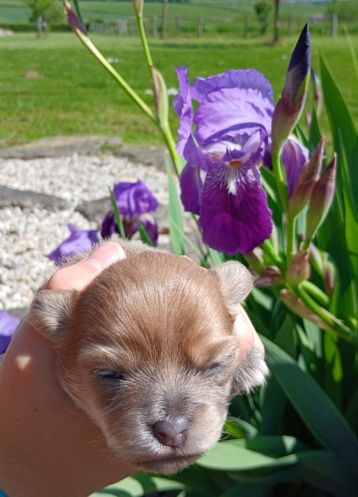 Des Trésors Du Vallon - Chiots disponibles - Chihuahua