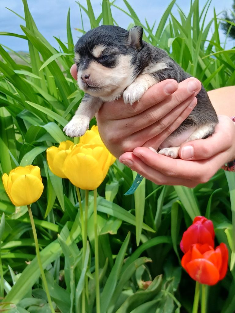 Des Trésors Du Vallon - Chiots disponibles - Chihuahua