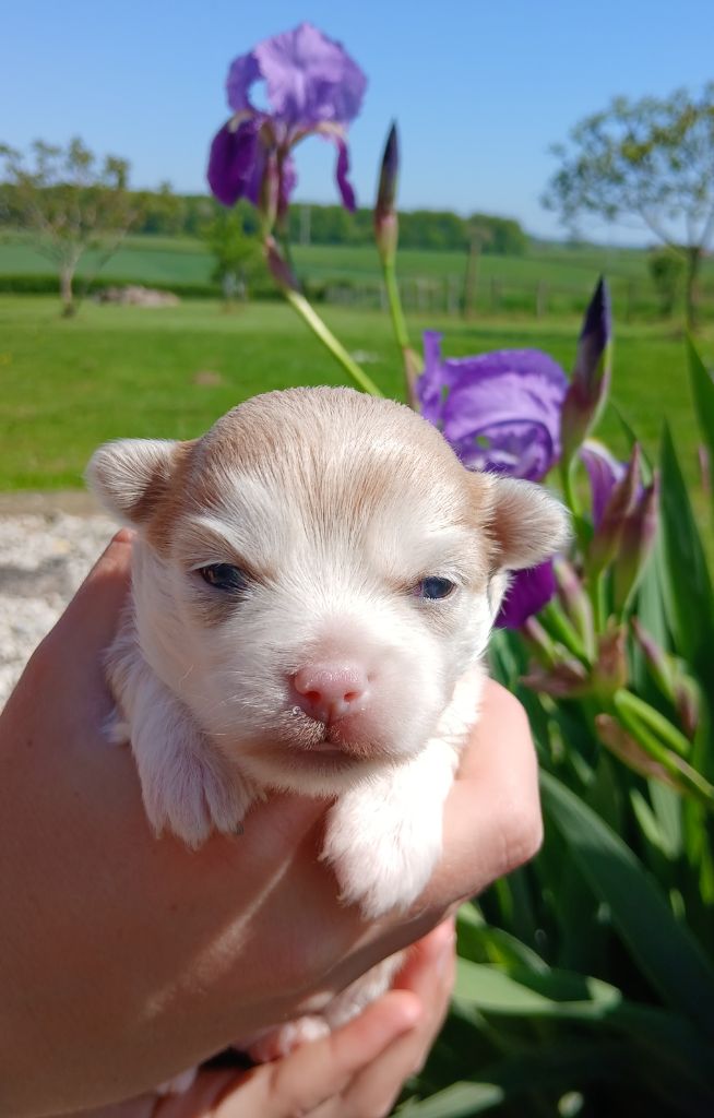 Des Trésors Du Vallon - Chiots disponibles - Chihuahua